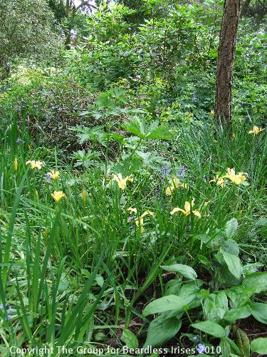 Knightshayes (42)